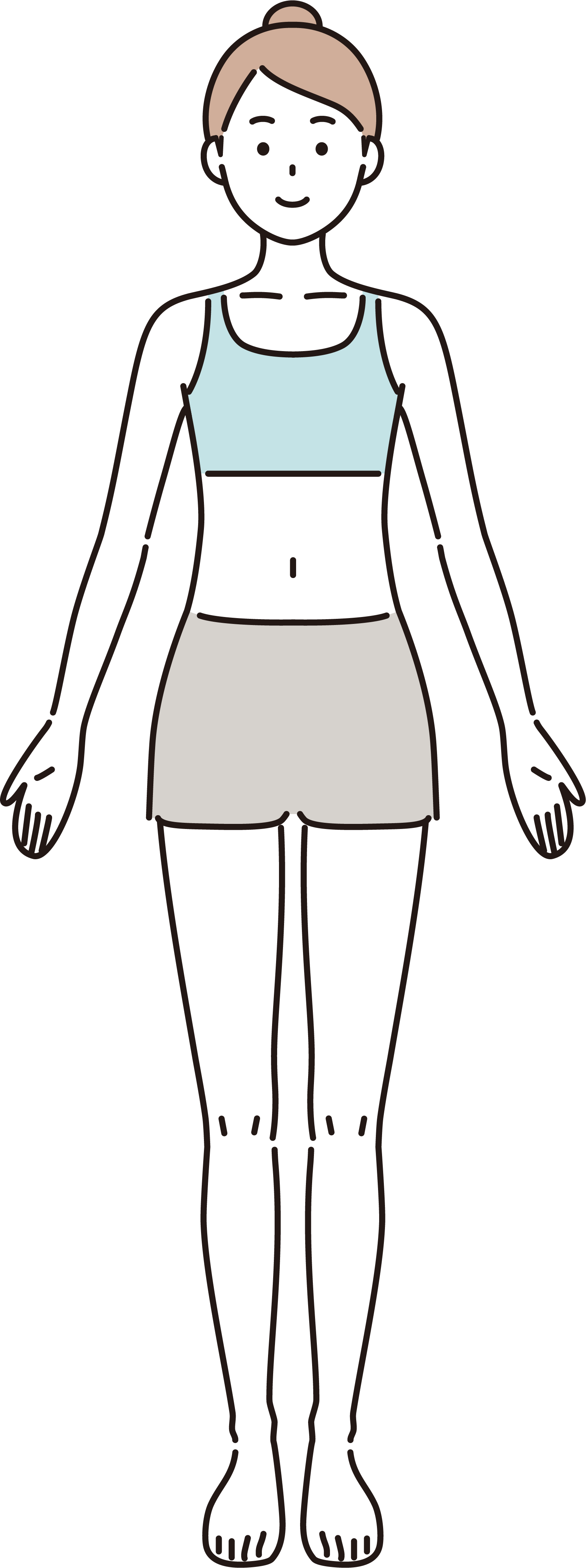 正面の部位別イラスト