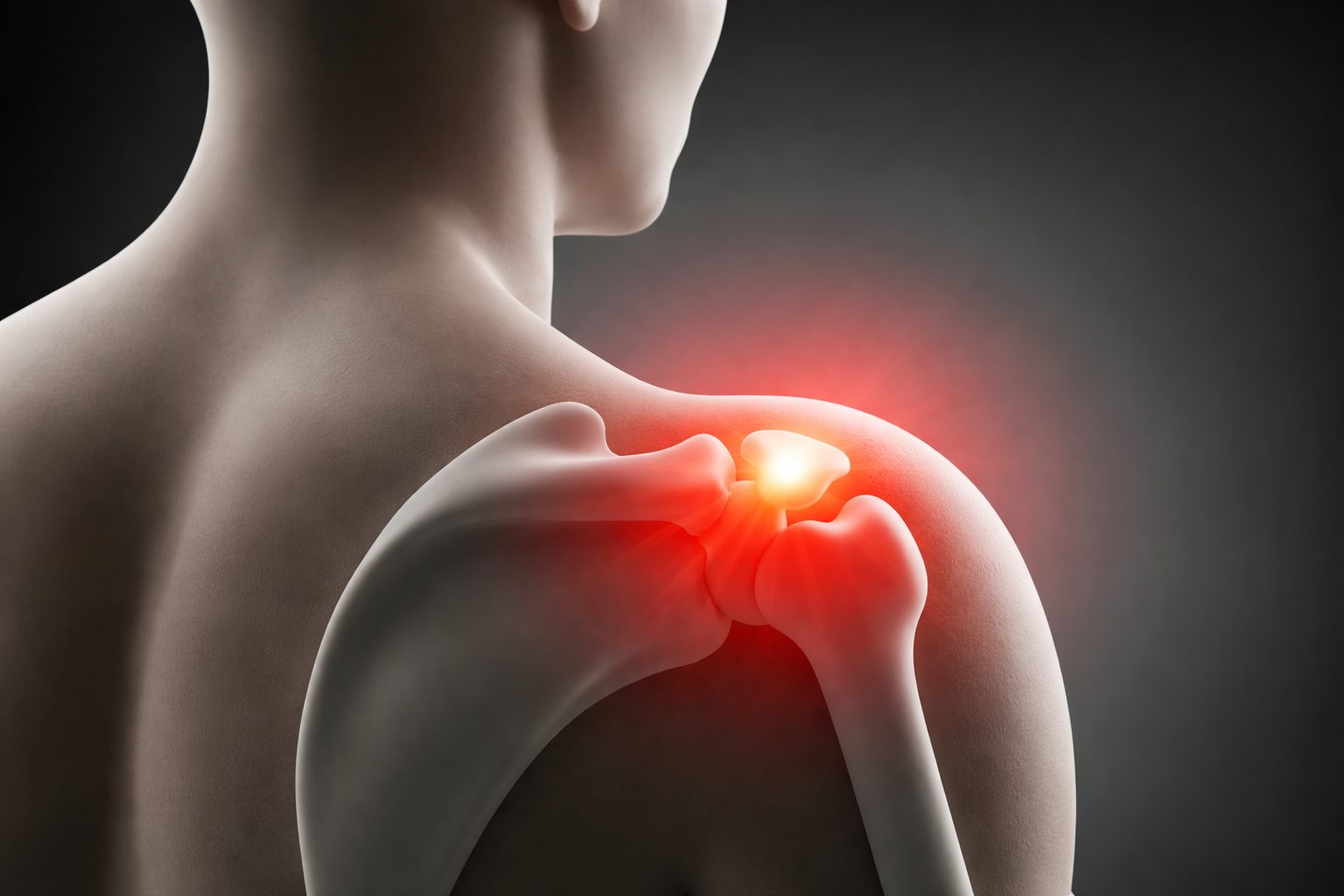 肩関節の構造イメージ